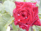 Rosa Baccara