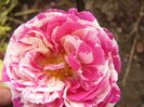 Rosa Ottavio Missoni