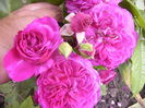 RosaPurple Lodgi