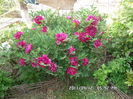 SAM_0292