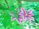 SAM_0438