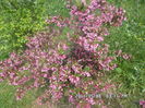 SAM_0403