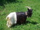 Caprita Walliser tanara-8dd