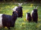 Familia de Walliseri-7dh