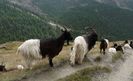 Walliser la odihna pe munte