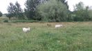IMG-20160613-WA0007