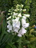 Digitalis