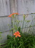Hemerocallis fulva