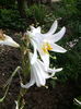 Lilium candidum