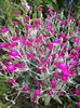 Lychnis coronaria