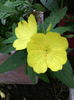 Oenothera fruticosa
