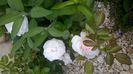 WP_20160611_10_36_41_Pro