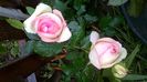 WP_20160613_16_28_36_Pro