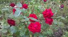 WP_20160613_16_28_59_Pro