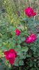 WP_20160613_16_29_49_Pro