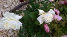 WP_20160613_16_30_28_Pro