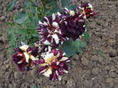 DSC03880