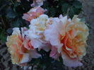 DSC03897