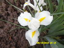 Iris hollandica white (iris alb pitic)