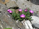 Delosperma cooperi