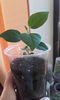 2 luni de la plantare
