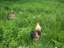 COCOȘ  DAT LA SCHIMB PE LAPTE