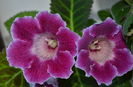 Tigrina Purple