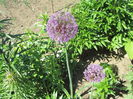 Alium (6)