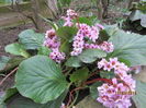 Bergenia (3)