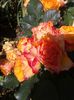 20160616_111633