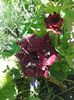 20160616_122734