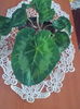 Cyclamen