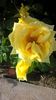 Sutters Gold