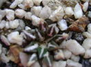 Ariocarpus kotschoubeyanus v. elephantidens