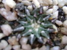 Ariocarpus kotschoubeyanus v. macdowelii