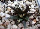 Ariocarpus agavoides