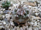 Turbinicarpus macrochele v. screvispinum