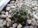 Turbinicarpus pachystele