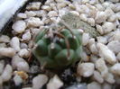 Turbinicarpus pachystele