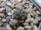 Turbinicarpus klinkerianus