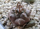 Turbinicarpus schwarzii v. rubriflorus