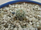 Gymnocactus knuthianus
