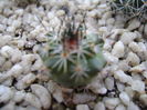 Gymnocactus (Turbinicarpus) viereckii