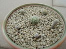 Grup de 6 Turbinicarpus