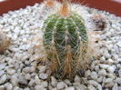 Notocactus magnificus