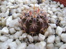 Notocactus sp.
