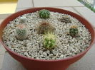 Grup de 7 cactusi