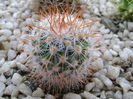 Notocactus scopa