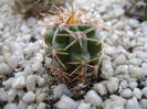 Gymnocalycium horridispinus
