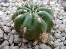 Matucana polzii